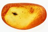 Detailed Fossil Round Fungus Beetle (Leiodidae) in Baltic Amber #300652-1